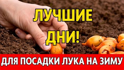 Когда сажать лук по лунному календарю в ноябре?