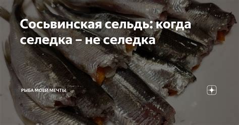 Когда селедка достигает самого высокого уровня жирности и вкусности