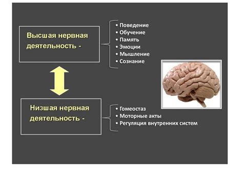 Когнитивные функции и производительность