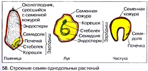 Кожура и структура плода