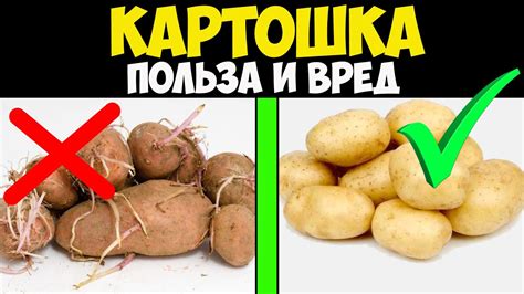 Козам и картошка: польза и вред