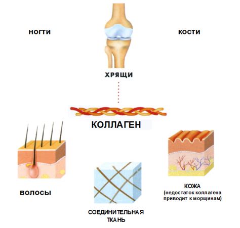 Коллаген: основные факты