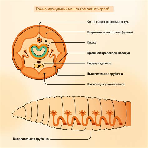 Кольчатые черви: строение и функция рта