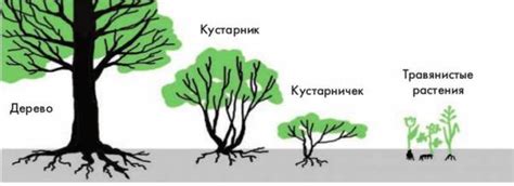 Контроль роста и формы растений