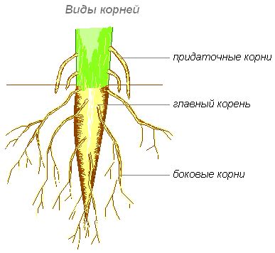 Корень или не корень: присутствие корневых тканей в кочане