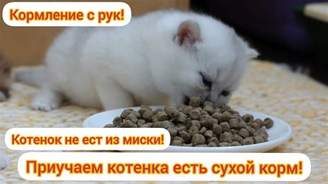 Кормление котят: что делать с косточками?