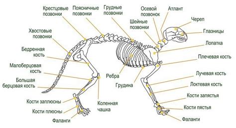 Костная система и анатомия кошек