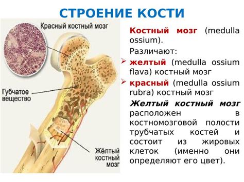 Костный мозг: функции и структура