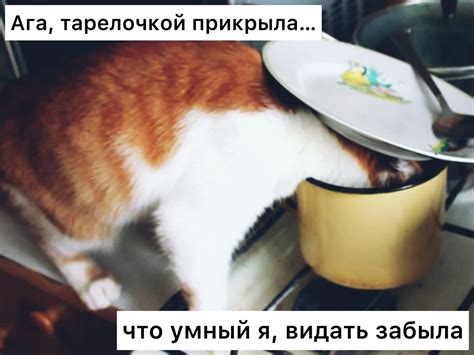 Коты могут находить укрытия и искать тепло