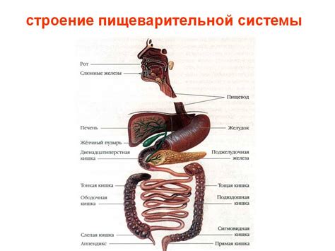 Кофе и пищеварительная система