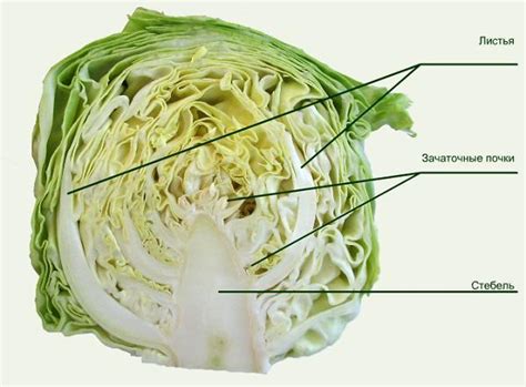 Кочан капусты: организация внутренней структуры