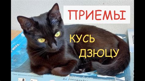 Кошачьи фотографии: техники и секреты успешных съемок