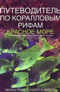 Красное море и Залив Оман