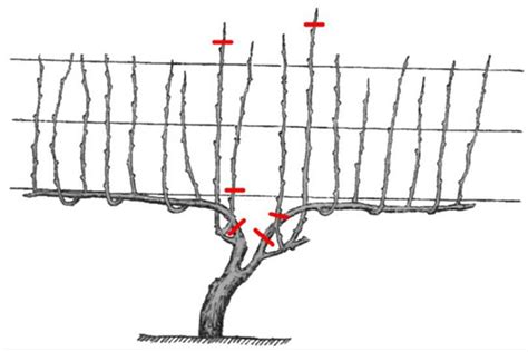 Краткий обзор основных правил обрезки винограда
