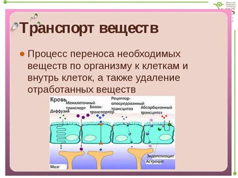 Краткий обзор питательных веществ в щуке