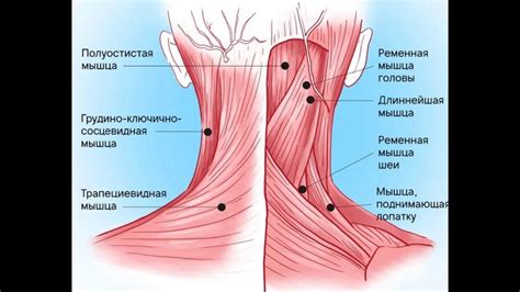 Критика системы кроводачи