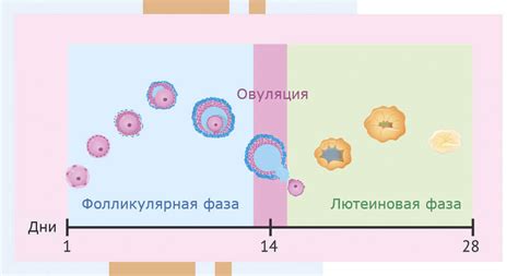 Кровотечение при разрыве яичника