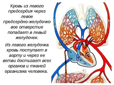 Кровь из левого желудочка