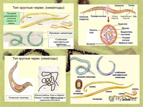 Круглые черви: многообразие видов