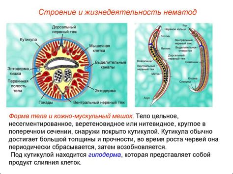 Круглые черви: наличие дыхательной системы