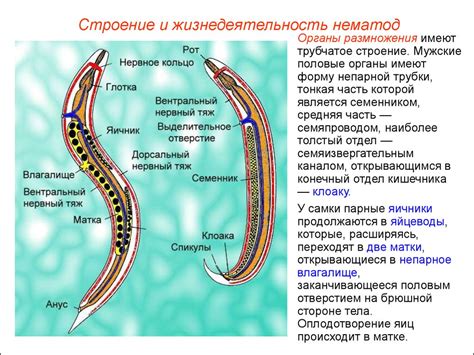 Круглые черви: способы дыхания