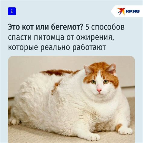 Кто кого точно съест: кот или бегемот?