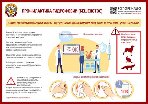 Кто распространяет бешенство?