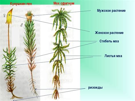 Кукушкин лен с воздушными клетками: правда или миф?