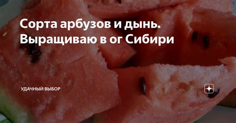 Культурное и историческое значение арбузов для России