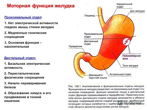 Курение и сниженная функция желудка