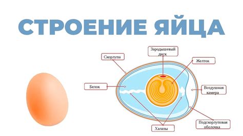 Куриное яйцо и лактоза: взаимосвязь