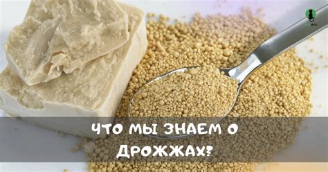 Куриные крылья в рационе кошек: вред или польза?