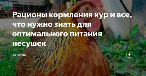 Куры и рационы: что следует учитывать