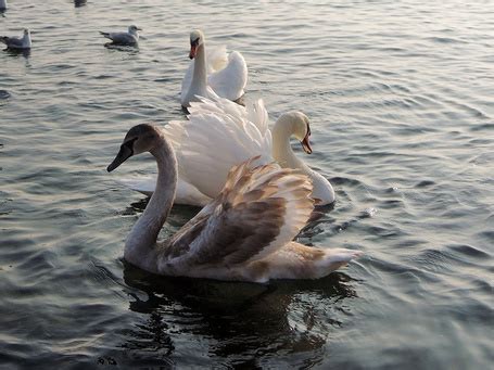 Лебеди в морской воде: миф или реальность?