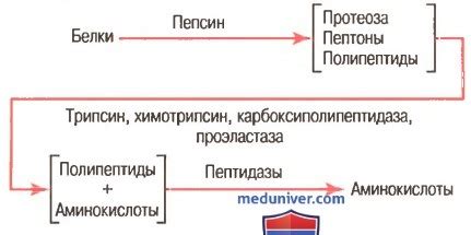 Легкое усвоение и переваривание