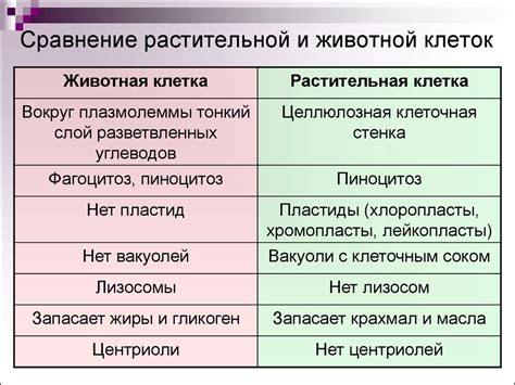 Лексические сходства и различия