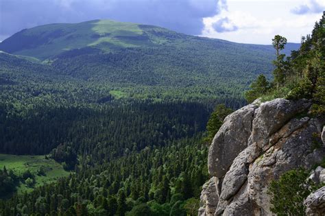 Лесные массивы Анапы