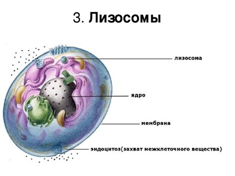 Лизосомы в растениях