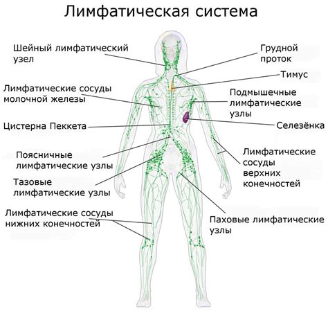 Лимфоузлы на руках человека