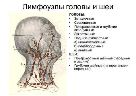 Лимфоузлы под мочкой уха: функции и расположение