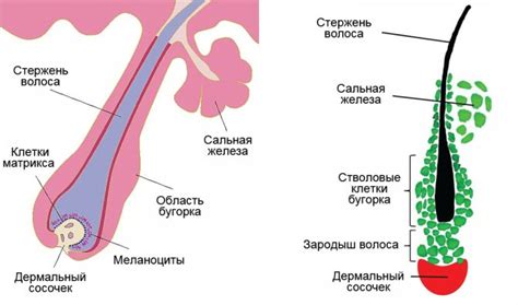 Лопание фолликула: причины происхождения