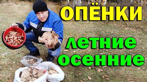 Лучшие места для сбора грибов в октябре