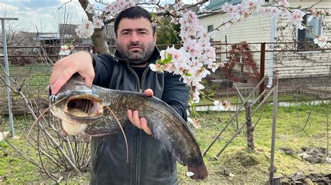 Лучший рецепт сочного домашнего сома