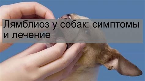 Лямблиоз: симптомы и проявления