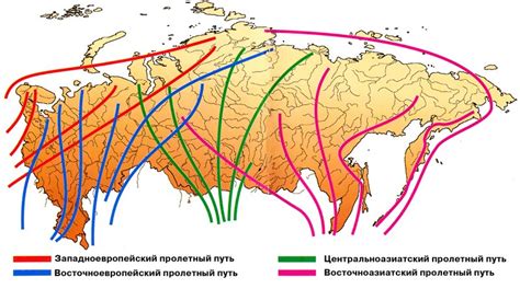 Маршруты миграции птиц