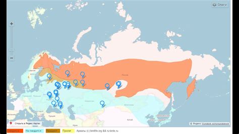 Маршруты миграции свиристелей и время их путешествия