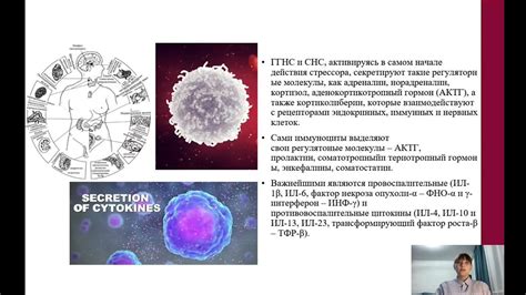 Мед и его влияние на иммунную систему