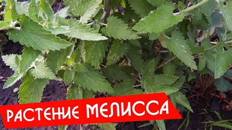 Мелисса при гв: полезное растение или опасная добавка?