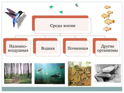 Места обитания и особенности среды обитания