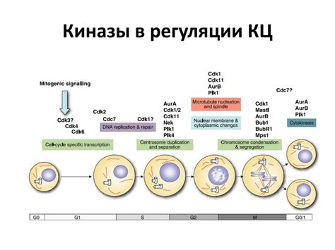 Место для клеточного деления